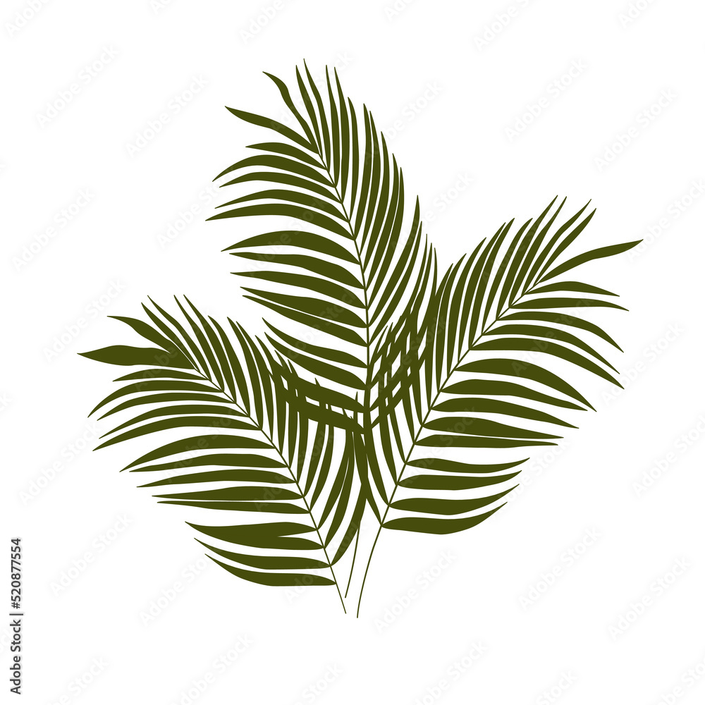 Naklejka premium 3 egzotyczne zielone liście - liście palmy. Botaniczna ilustracja tropikalnej rośliny na białym tle.