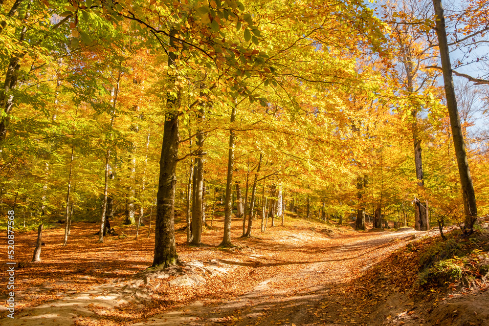 Amazing golden season. Beautiful autumn forest with yellow leaves in sunny day
