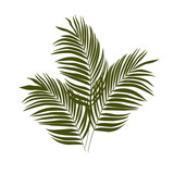 3 egzotyczne zielone liście - liście palmy. Botaniczna ilustracja tropikalnej rośliny na białym tle.