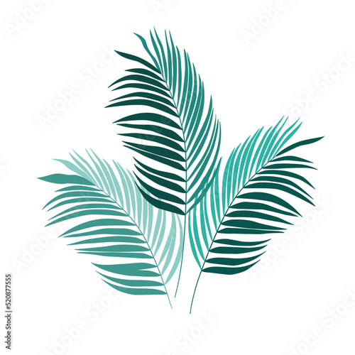 Liście palmowe - 3 egzotyczne zielone liście. Botaniczna ilustracja tropikalnej rośliny na białym tle.