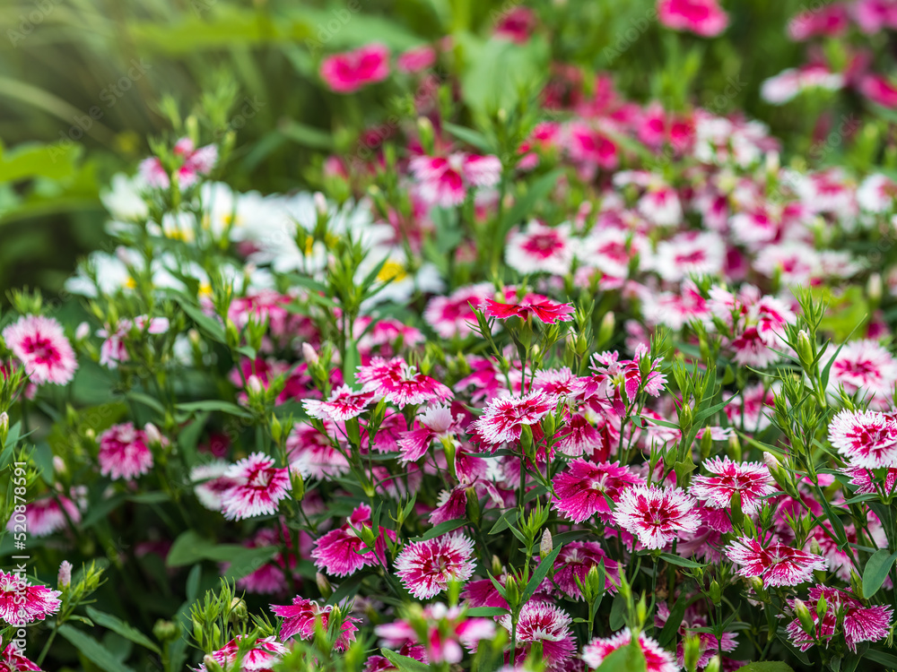 Close up of some beautiful Dianthus Baby Doll, Dianthus Chinensis, flowers growing in garden with leaves and soil, selective growing.
