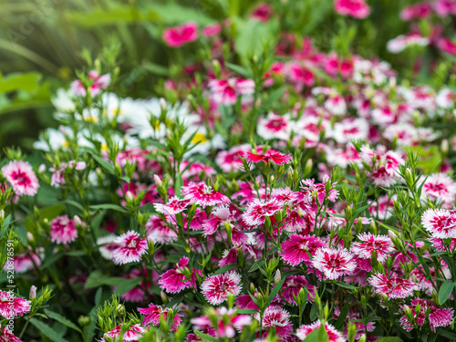 Close up of some beautiful Dianthus Baby Doll  Dianthus Chinensis  flowers growing in garden with leaves and soil  selective growing.
