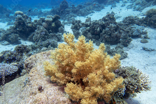 Colorful, picturesque coral reef at bottom of tropical sea, yellow broccoli coral, underwater landscape