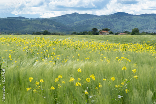 Yellow rapeseed flowers, wheat and barley blowing in the wind in a field in Tuscany, Italy.