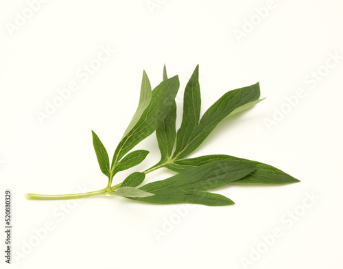 Green pion flower leaf on beige background.