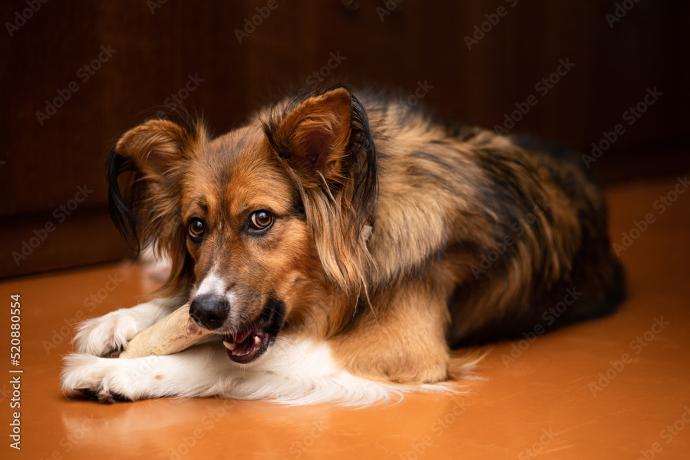 Beautiful dog with fluffy ears chewing on a bone