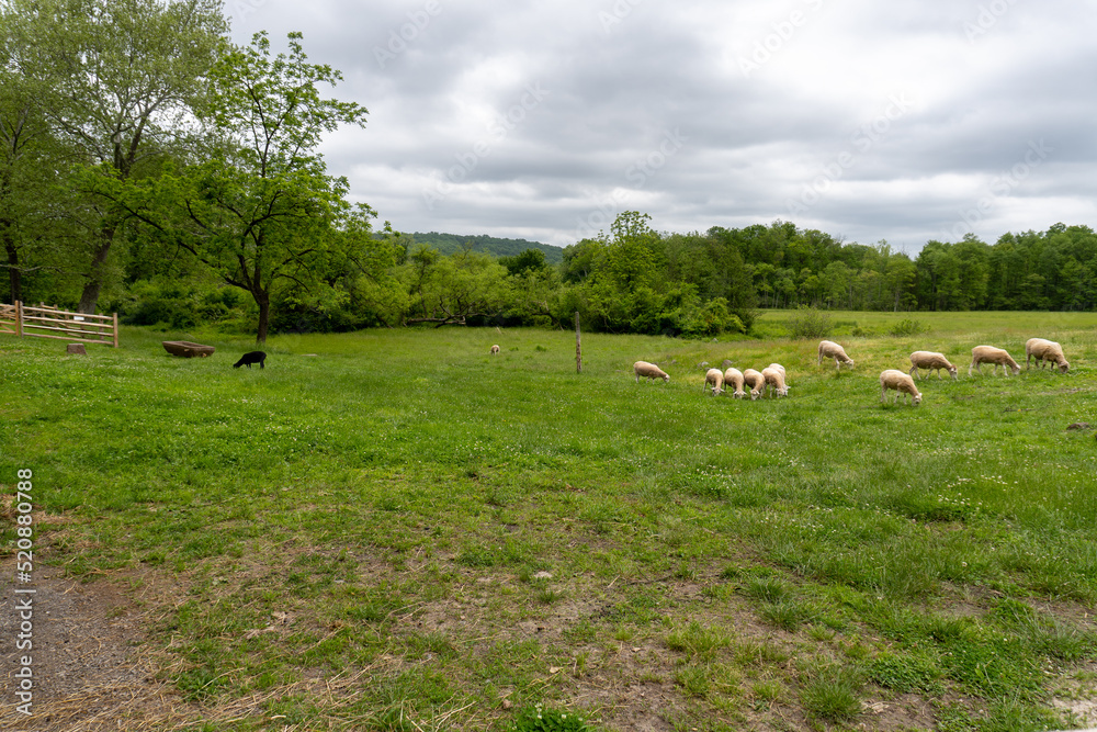 Flock of Merino sheep at Hopewell Furnace National Historic Site. The Merino breed is the royalty of wool sheep. no wool can be spun as fine and light. One black sheep in a flock of white sheep. 