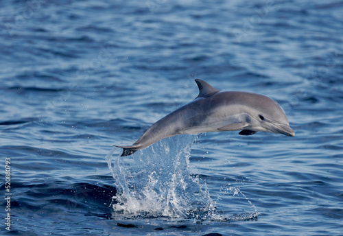 dolphin jumping out of water