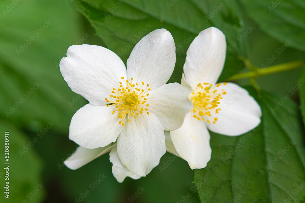 Jasmine flower with creamy petals and yellow stamens Jasmine flower with creamy petals and yellow stamens