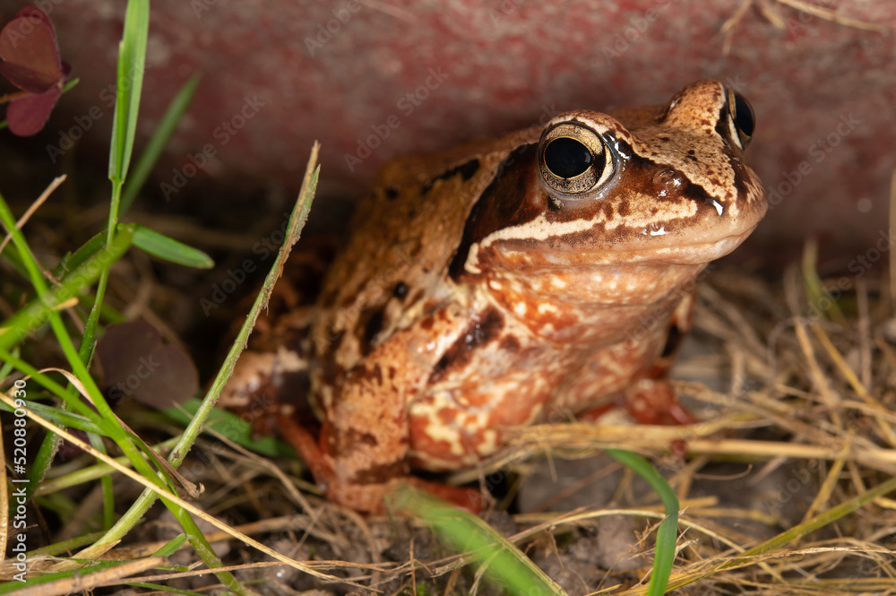 Fototapeta premium A brown frog with big black eyes