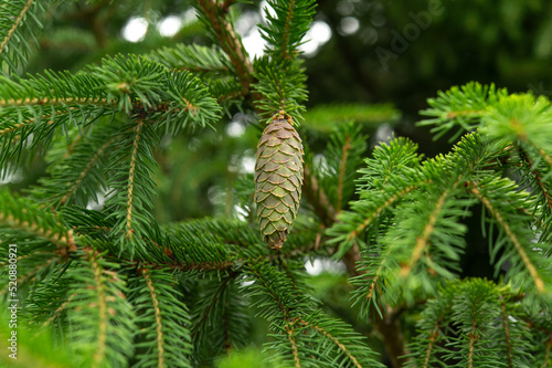 A large brown-green spruce cone hanging on a branch