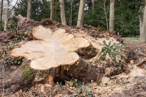 Sawed off stump of a large tree after the storm 