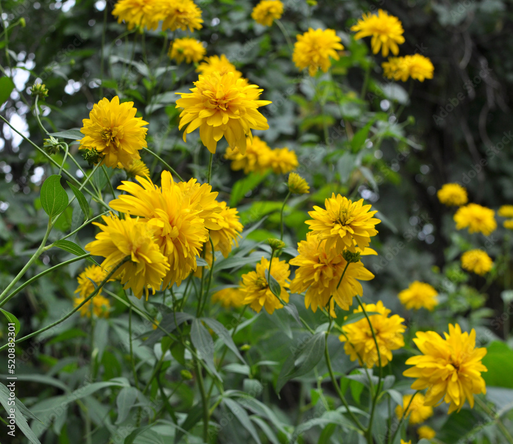 Rudbeckia laciniata blooms in the garden Rudbeckia laciniata blooms in the garden