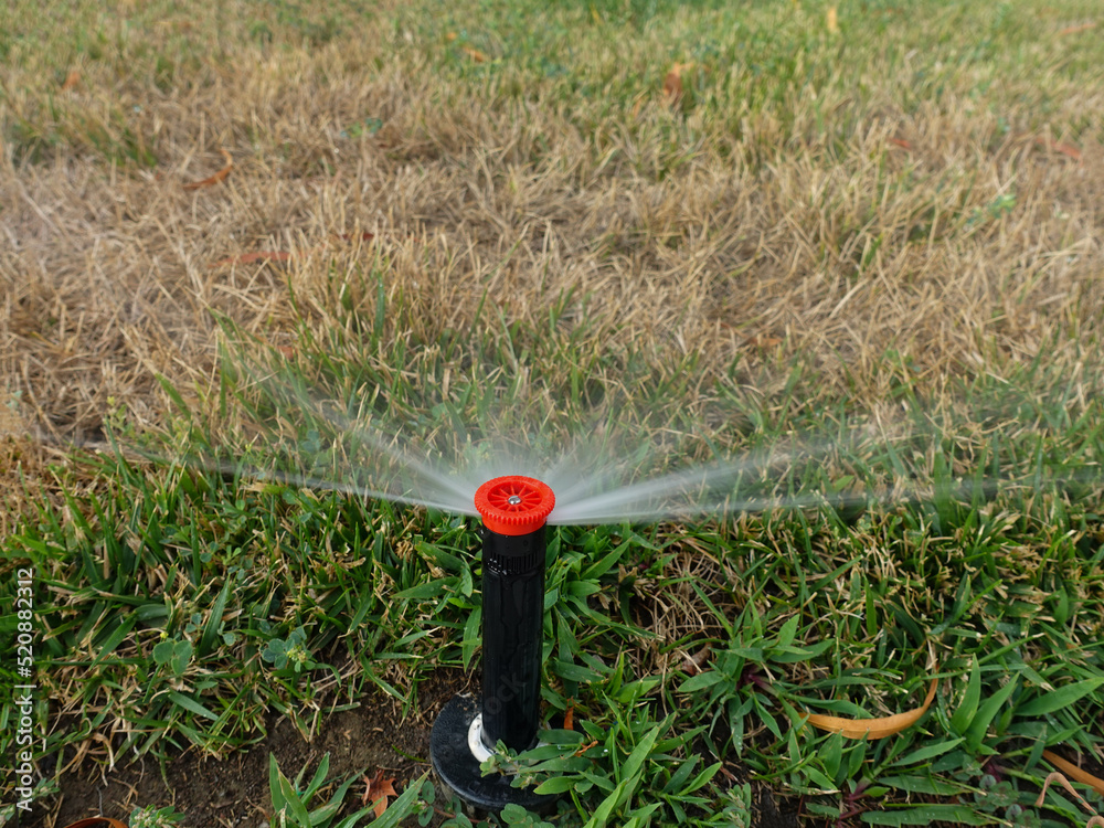 Close up of automatic sprinkler watering grass dying during drought - obrazy, fototapety, plakaty 