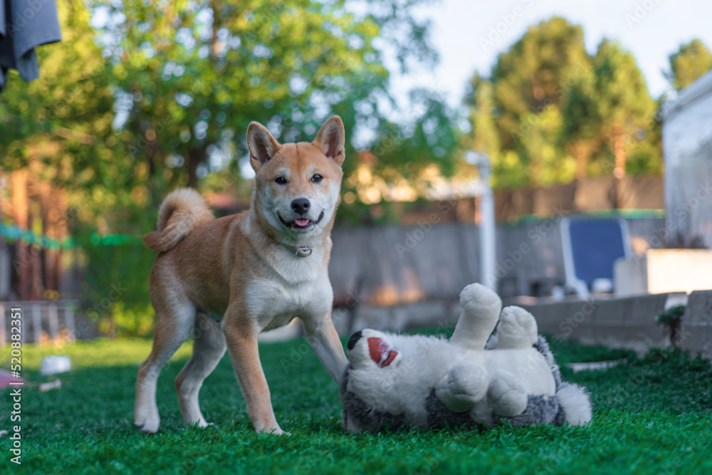 cachorro perro japones shiba inu jugando con un perro de peluche cachorro perro japones shiba inu jugando con un perro de peluche