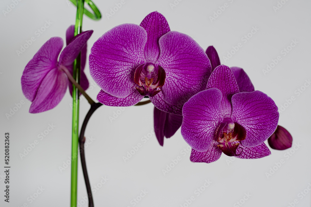 Large, purple orchid flowers, on a peduncle, on a light background. Large flowers, on an orchid peduncle, on a light background. Large, purple orchid flowers, on a peduncle, on a light background. Large flowers, on an orchid peduncle, on a light background.