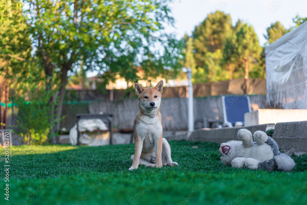 Obraz premium cachorro perro japones shiba inu jugando con un perro de peluche