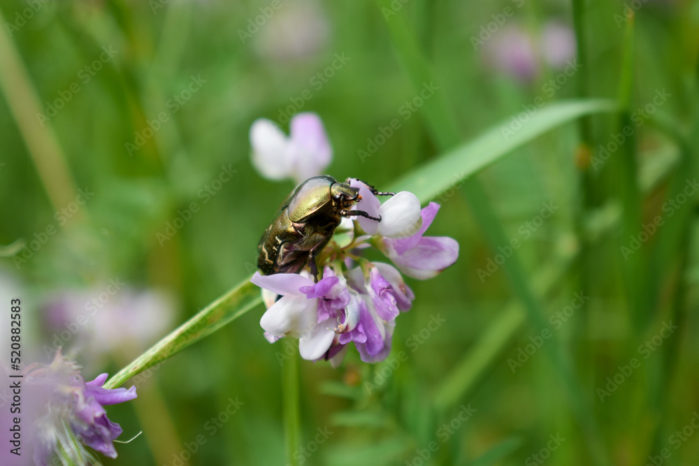 golden shining flower chafer sittig on a purple orchid golden shining flower chafer sittig on a purple orchid