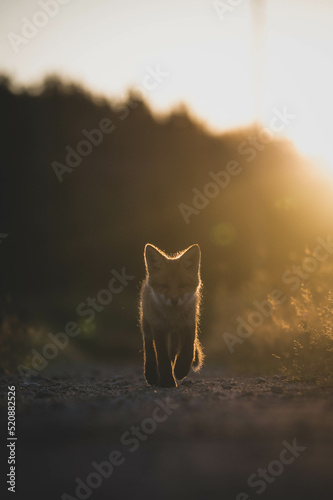 Fuchswelpen im Sonnenuntergang