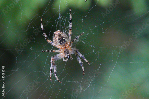 European garden spider (Araneus diadematus) lurks in the spiders web, Bavaria, Germany