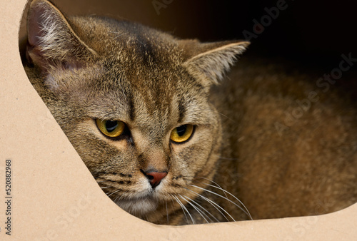 An adult straight-eared Scottish cat sits in a brown cardboard house for play and relaxation