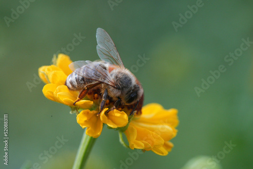 Honey bee (apis mellifera), Europe