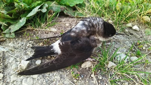 one small and damaged bird in black and white in summer.