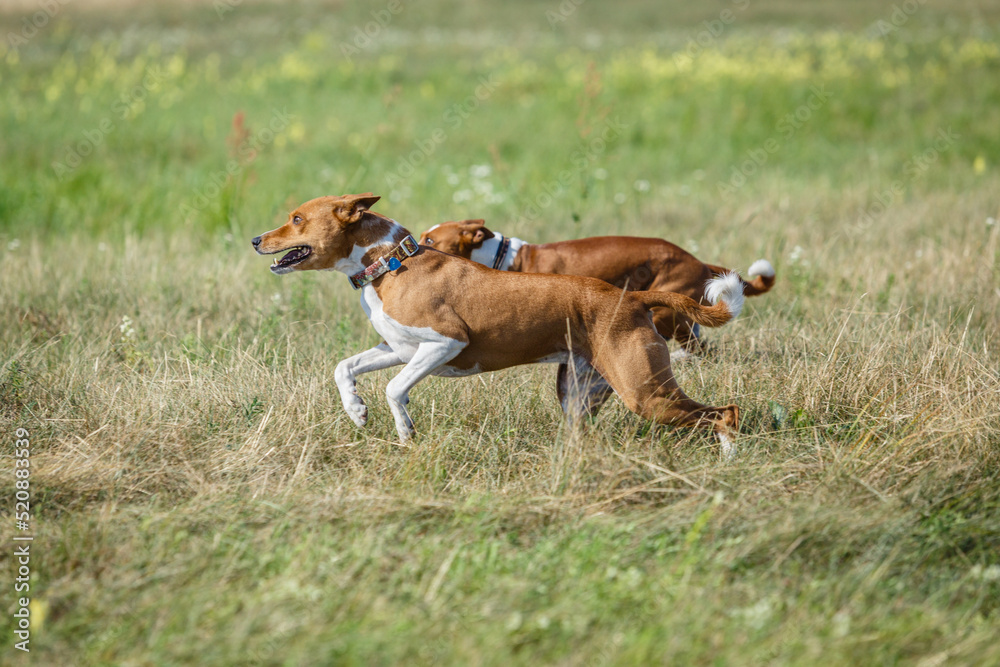 Basenji dog chasing bait in a field