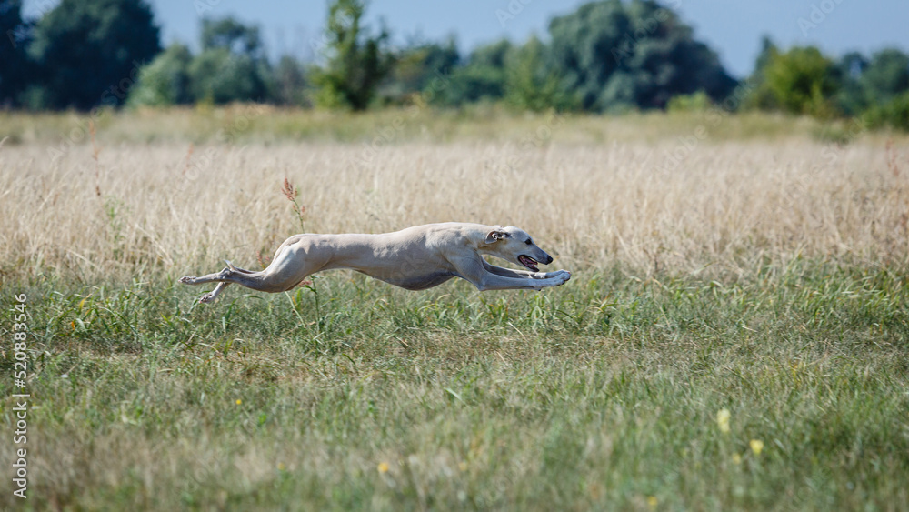 Whippet dog running. Coursing training. The whippet dog pursues the bait Whippet dog running. Coursing training. The whippet dog pursues the bait