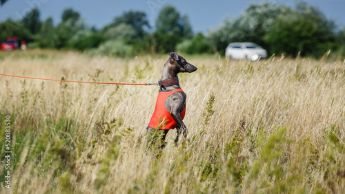 Coursing. Small Dog Italian Greyhound pursues bait in the field. © krushelss