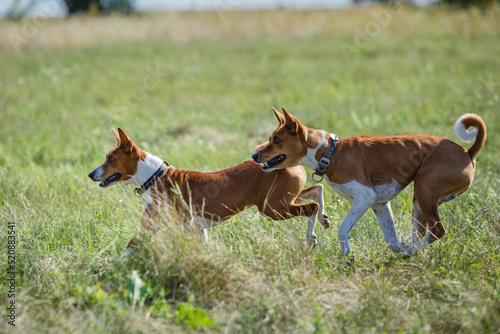 Basenji dog chasing bait in a field © krushelss