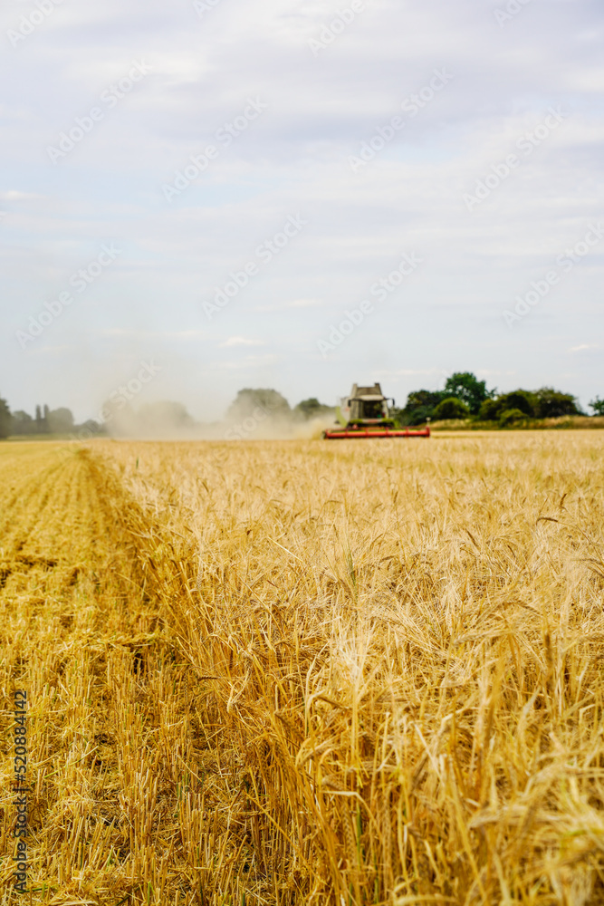 Fototapeta premium Mähdrescher drischt auf einem Feld Sommergerste
