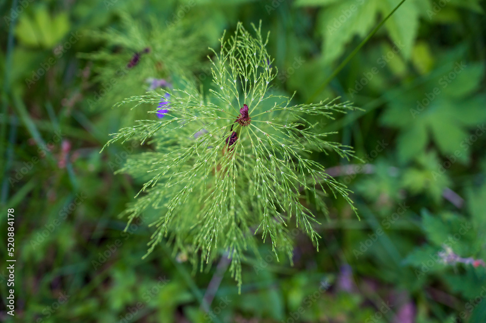 Upper part of plant Equisetum sylvaticum Upper part of plant Equisetum sylvaticum