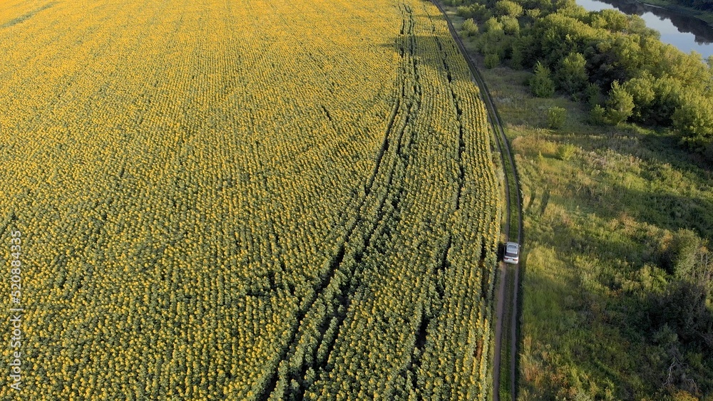 A silver minibus drives across the field. Automobile travel. Rural road. Sunflower field. Sunset. Tourists. Camper. Summer day. Yellow flowers. View from above. Panorama of the area. A silver minibus drives across the field. Automobile travel. Rural road. Sunflower field. Sunset. Tourists. Camper. Summer day. Yellow flowers. View from above. Panorama of the area.