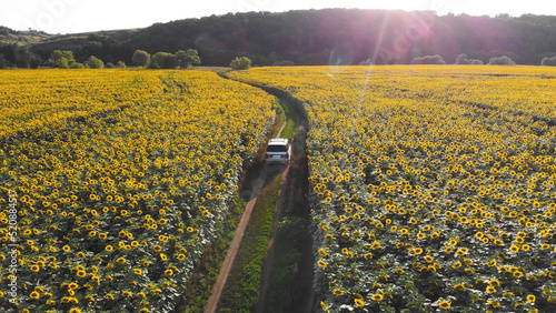 A silver minibus drives across the field. Automobile travel. Rural road. Sunflower field. Sunset. Tourists. Camper. Summer day. Yellow flowers. View from above. Panorama of the area.