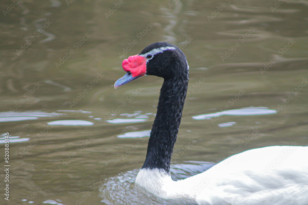Fototapeta premium Cisne en lago