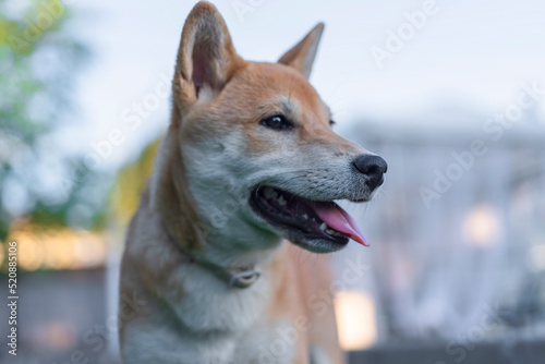 cachorro shiba inu mirando a la camara con cara felicidad en el jardin