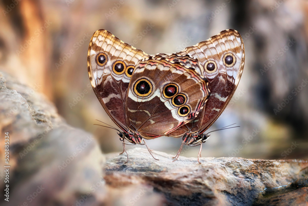 Morpho peleides, the Peleides blue morpho, common morpho or the emperor is an iridescent tropical butterfly found in Mexico - macro details Morpho peleides, the Peleides blue morpho, common morpho or the emperor is an iridescent tropical butterfly found in Mexico - macro details