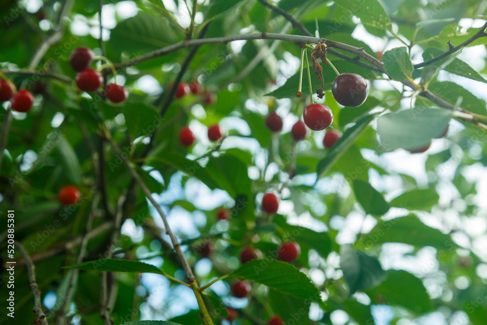 Fresh ripe cherries on a tree in the greenery and the rays of the sun.
