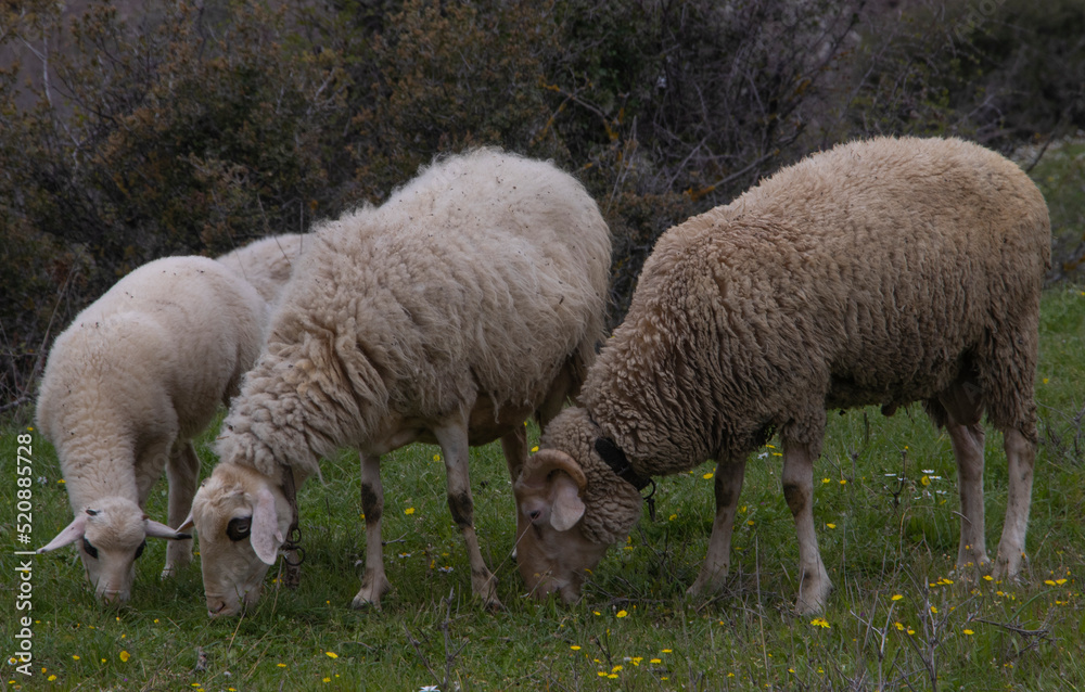 lambs and sheep grazing in the lush green meadow and daisies, spring season lambs and sheep grazing in the lush green meadow and daisies, spring season