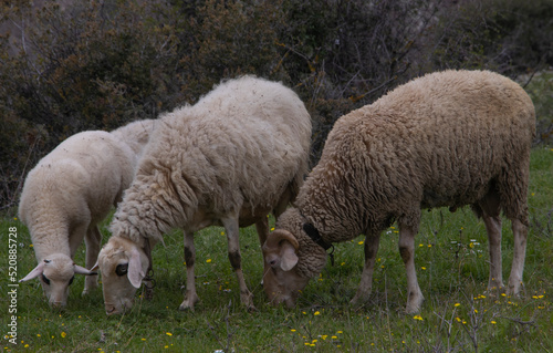 lambs and sheep grazing in the lush green meadow and daisies, spring season