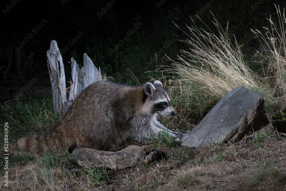 Obraz premium Raccoon at night.