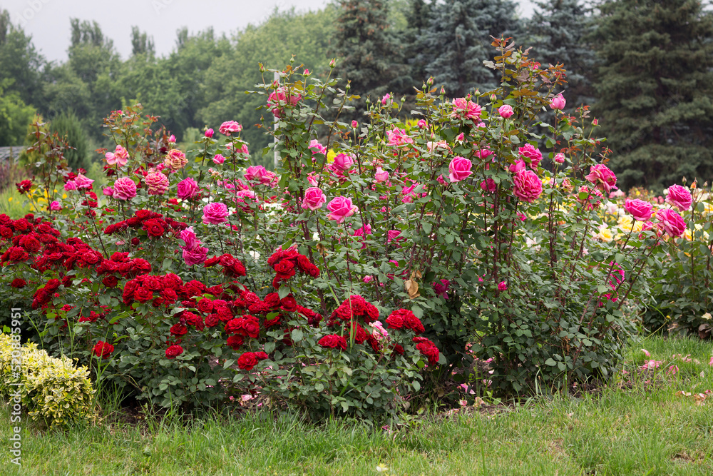 Red and pink rose bushes blossomed beautifully in the park in summer Red and pink rose bushes blossomed beautifully in the park in summer