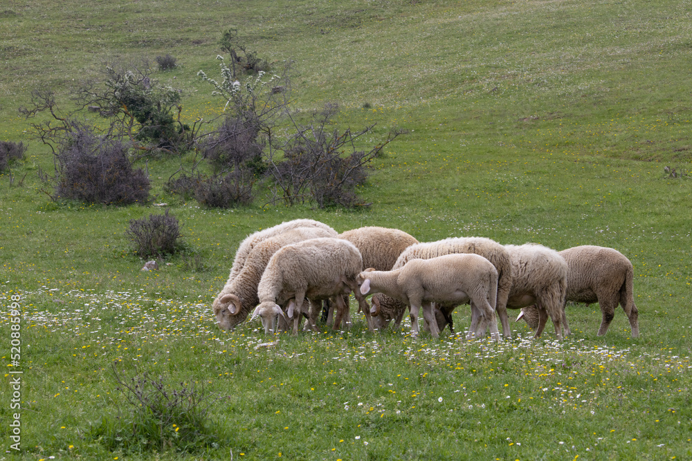 lambs and sheep grazing in the lush green meadow and daisies, spring season lambs and sheep grazing in the lush green meadow and daisies, spring season