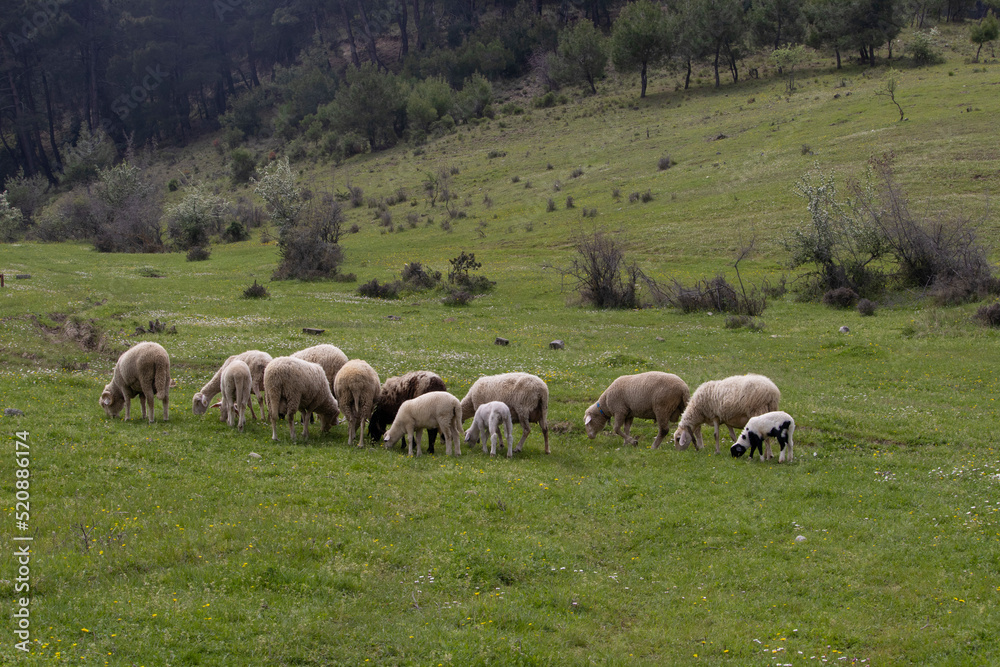 lambs and sheep grazing in the lush green meadow and daisies, spring season