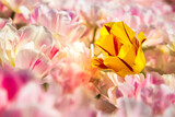 žlutočervený tulipán rostoucí osamoceně mezi bílo-růžovými tulipány. Tulipány kvetoucí na farmě v Holandsku tvoří velká pole rozkvetlých květin všech možných barev