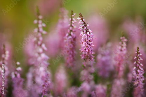 Heather flowers blossom in august 