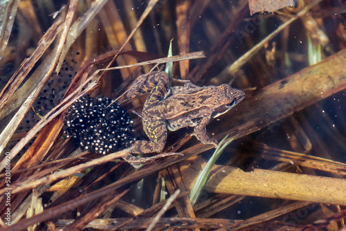Pair of Moor frogs with female laying spawn - macro details