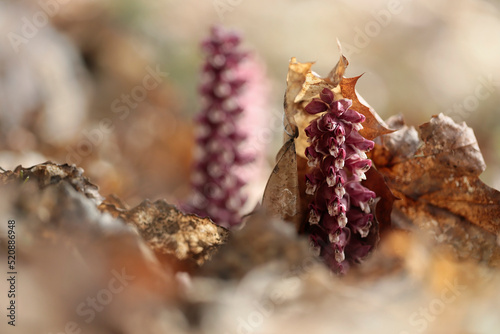 Lathraea squamaria, the common toothwort, is a species of toothwort