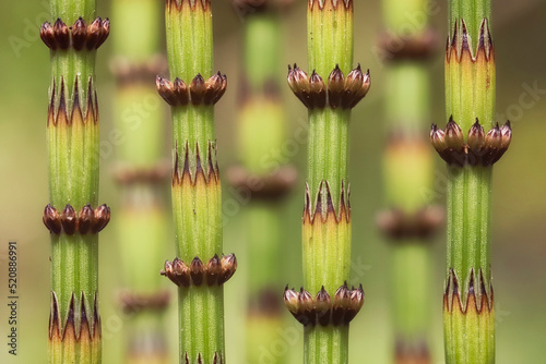 Green , spring horsetail on the meadow - macro details